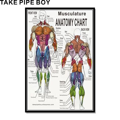 Muscular System Anatomical Poster Muscle Anatomy Chart Anatomical Chart Human Body Educational