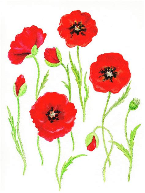 Watercolor Red Poppies Flowers Poppy Art Painting By Irina Sztukowski