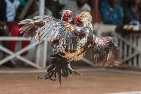In Madagascar Cockfighting Is Big Business Arts And Culture Al Jazeera