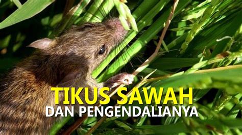 Dalam ekosistem sawah padi, perosak, penyakit dan rumpai yang. Hama Tikus Sawah pada Tanaman Padi dan 5 Teknik ...