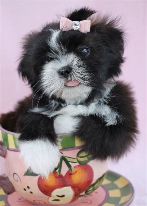 If you are looking to adopt or buy a shih tzu take a look here! Shih Tzu Puppies For Sale at Teacups in South Florida ...