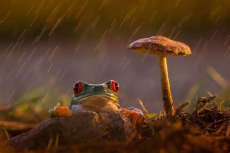 Amazing And Wonderful Frogs Wander Lord