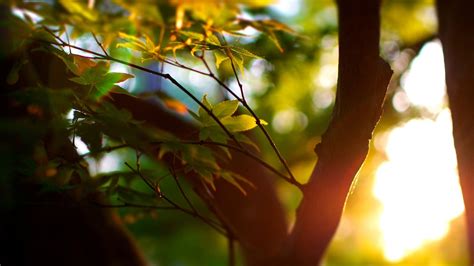 sunlight, Leaves, Macro, Blurred, Photography, Bokeh Wallpapers HD ...