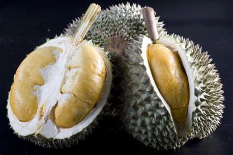 Senarai jenis nama durian di malaysia terkini 2020. 11 Jenis Buah Durian Popular dan Digemari di Malaysia