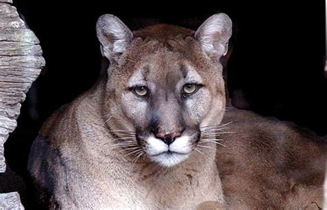 Feds Prepare To Declare Eastern Cougar Extinct Unofficial Networks