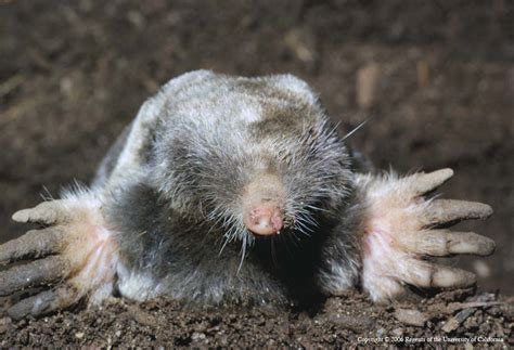 Learning About Moles And Voles Features