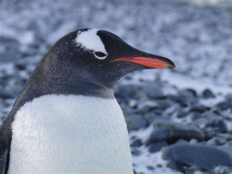 Gentoo Penguins Have A White Stripe Going From Eye To Eye Across The