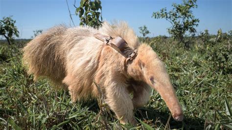 Worlds Only Known Albino Giant Anteater Appears To Be Thriving In The