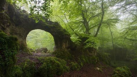 тропинка лес арка деревья Path Forest Arch Trees без регистрации Обои