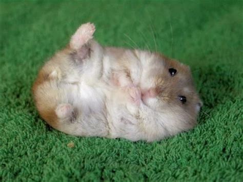 A Hamster Laying On Its Back In The Grass With Words Above It That Says