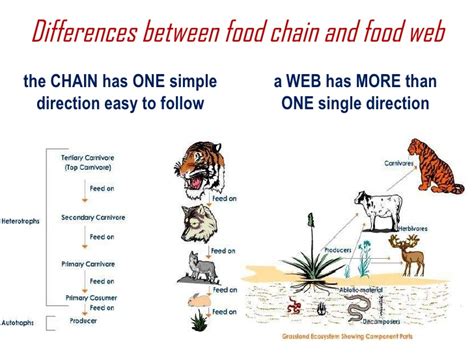 Food chain vs food web the basic difference between food chain and food web is that the food chain is a diagram that describes the process of the transfer of nutritional or food substances through the species that make up an ecosystem. Science 5