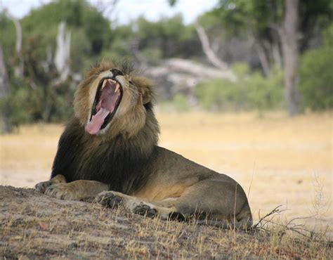 Cecil The Lion Shows Off His Teeth At Hwange National Park Zimbabwe