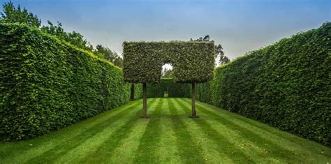 Fast Growing Hedges For Privacy A Full Guide Gardening Tips