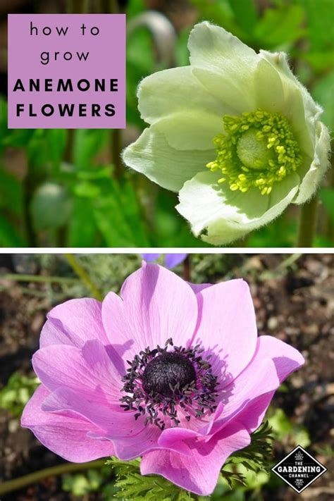 How To Grow Anemone Flowers Gardening Channel