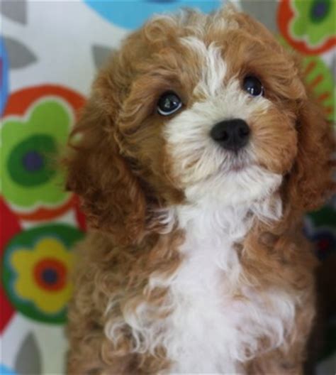 We are loving breeders of cavapoo puppies !!! Cavachon and Cavapoo Breeder Reviews — Foxglove Farm