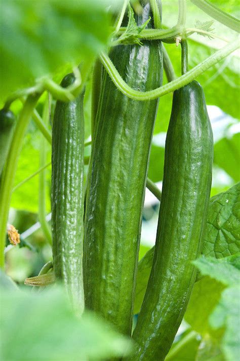 In botany, cucumbers﻿ are technically fruits because they contain seeds. VEGETABLE CUCUMBER CARMEN F1 | Cucumber | Premier Seeds ...