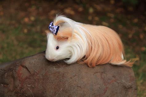 beautiful guinea pigs    incredible hair styles