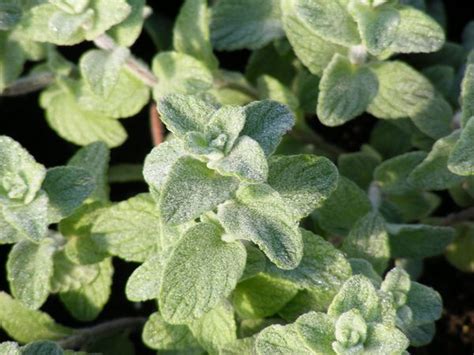 We did not find results for: OREGANUM - ZA'ATER (Origanum Syriacum)