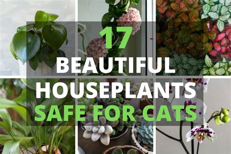 17 Beautiful Houseplants Safe For Cats With Pictures In 2020
