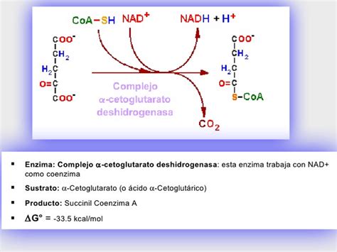 Metabolismo De Los Carbohidratos Mind Map