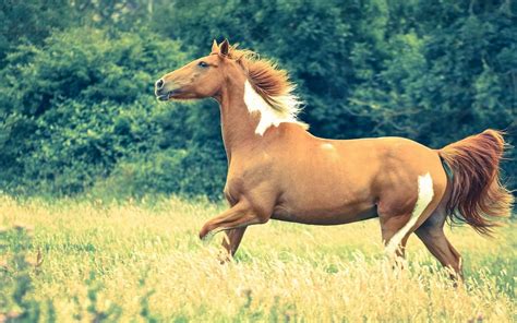 Beautiful Brown Horse Running In Wheat Field