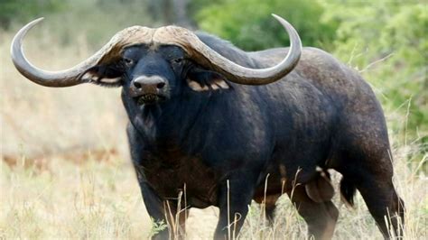Big Five Animals In Murchison Falls Murchison Falls Wildlife