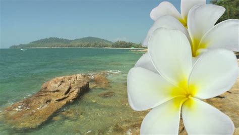 Composite Of Flowers And A Tropical Beach Scene Stock