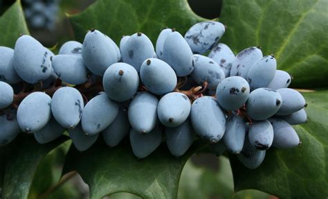 Free Images Nature Branch Blossom Grape Fruit Berry Leaf