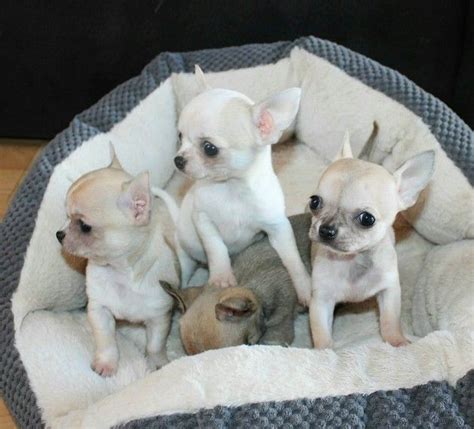 Chihuahua Puppies For Sale Texas 121 Tx 252823