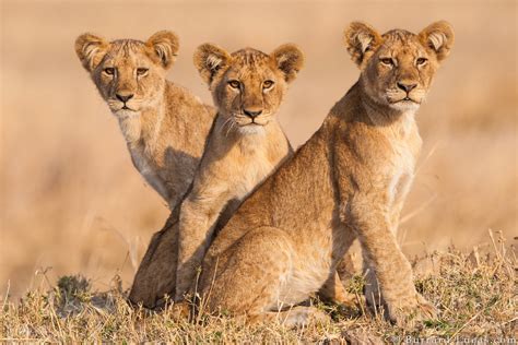 Three Lion Cubs Burrard Lucas Photography