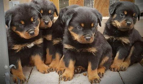 Looking for the perfect dog name for your new pup? 95+ Rottweiler Dog Names - Cool Rottie Names for Tough ...