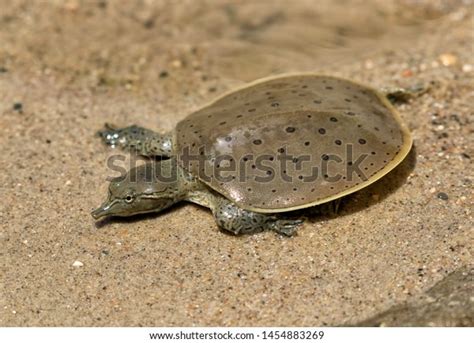 Hatchling Spiny Softshell Turtle Apalone Spinifera Stock Photo Edit