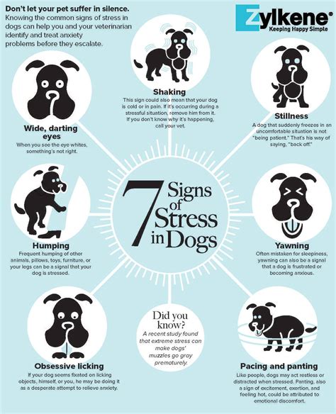 How Do You Tell If A Dog Is Stressed