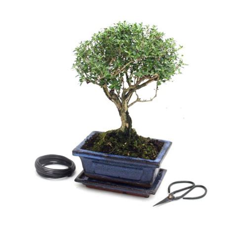 All Things Bonsai Bonsai Trees Kits Pots Feeds And Tools