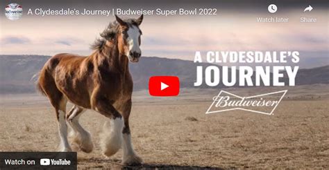 Clydesdale Horses Stable Express