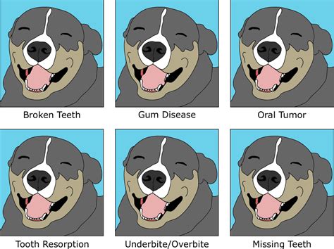 What Does An Overbite Look Like On A Dog