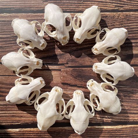Tide Flow Fashion Products Good Product Online 10pcs Animal Skull