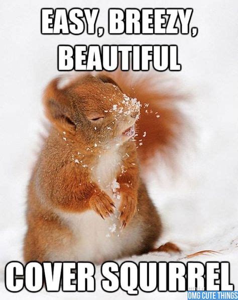 9 Best Squirrels Go Nuts Images Squirrel Funny Funny Pictures