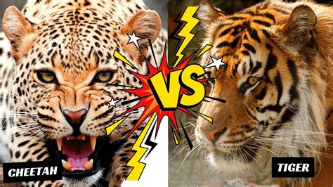 Tiger Vs Cheetahsize Behavior And More Jungle Hug Youtube