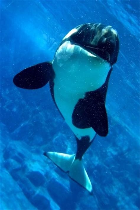 Killer Whale Ocean Pictures Dump A Day