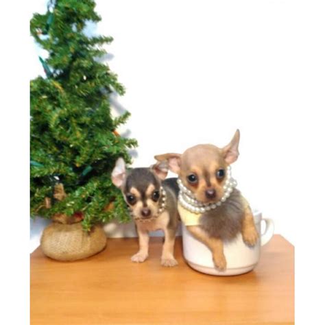 The earliest records of the breed were discovered in the pyramids of cholula and. 9 Weeks old Teacup Apple head chihuahua puppies in Chicago ...
