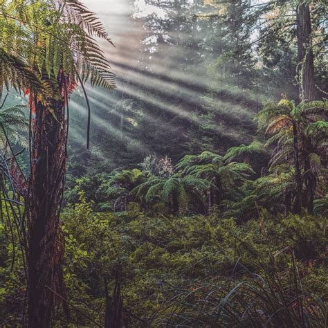 A Morning Stroll In The Forest Looks Like A Scene From Jurassic World