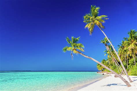 Maldives Island Ocean Sand Beach Plam Trees Photos Cantik