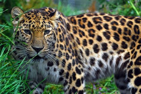 Little Critterz Animal Profile Amur Leopard