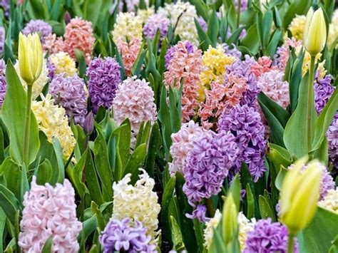 Grazie per i vostri commenti ! Bulbi e fiori - Bulbi - Bulbi e fiori - giardino