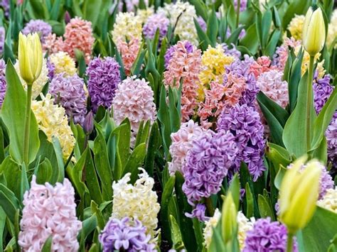 Una delle caratteristiche fondamentali dei fiori estivi è quella di sopportare bene il sole, il calore e l'irraggiamento diretto. Bulbi e fiori - Bulbi - Bulbi e fiori - giardino