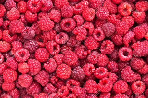 Free Download Raspberries Background Stock Photo Picture And Royalty