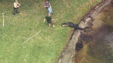 85 Year Old Man Escapes Alligator Attack In Florida Abc7 New York
