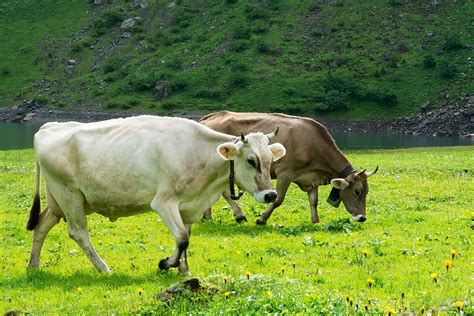 Cows Pasture Brown White Alpine Pasture Switzerland Canton Of