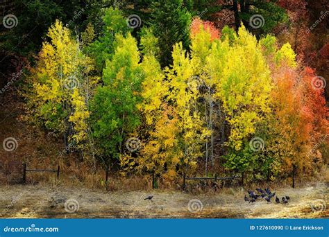 Mountains Fall Colors And Wild Turkeys Golden Red Leaves Wild Fowl